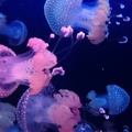 0118 meduses