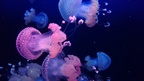 0118 meduses