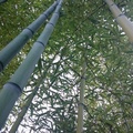 0119 bambou