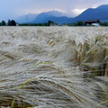 0104 champ de blé