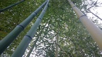 0119 bambou